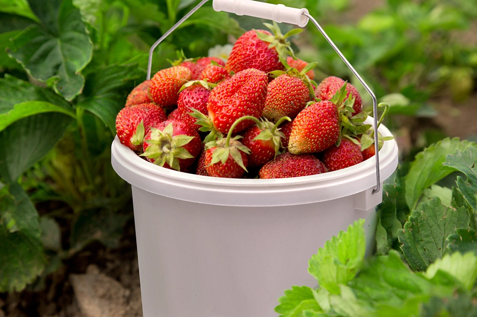 Bote Industrial Multiusos con Tapa 3.5 Litros, Resistente y Antifugas | Torosqui - Image 8